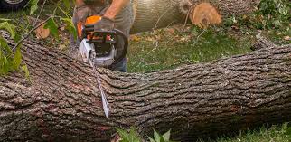 Best Tree Removal  in West Elmira, NY